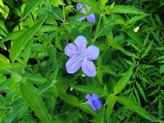 Ruellia pedunculata