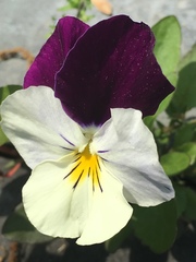 Viola × wittrockiana