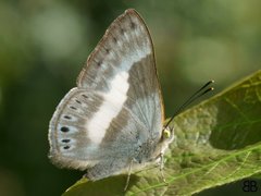 Theope sisemina