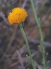 Pentzia calcarea