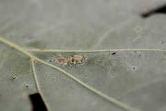 Melikaiella ostensackeni