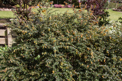 Berberis darwinii