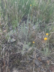 Pentzia calcarea