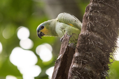 Amazona amazonica