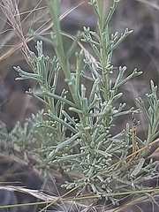 Pentzia calcarea