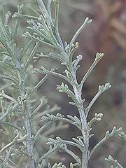 Pentzia calcarea