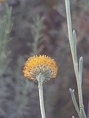 Pentzia calcarea