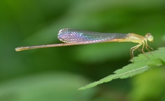 Ceriagrion olivaceum