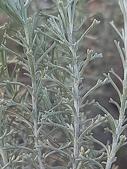 Pentzia calcarea