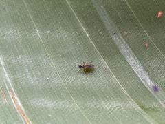 Diptera