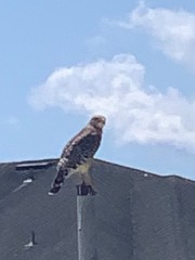 Buteo lineatus