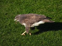 Buteo buteo