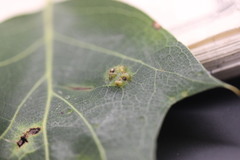 Melikaiella ostensackeni