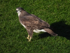 Buteo buteo