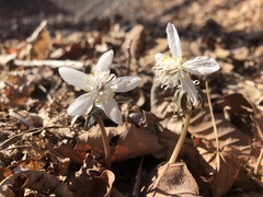 Eranthis stellata