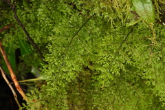 Hymenophyllum fujisanense