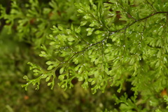 Hymenophyllum fujisanense