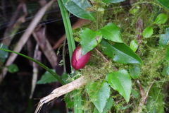 Tripterospermum luzonense