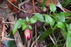 Tripterospermum luzonense