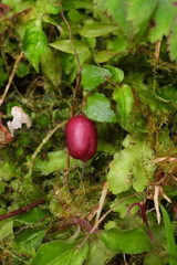 Tripterospermum luzonense