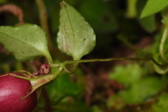 Tripterospermum luzonense