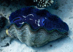 Tridacna derasa
