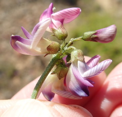 Lessertia spinescens