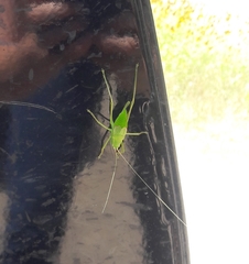 Paracyrtophyllus robustus