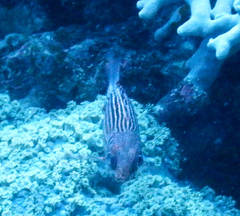 Sargocentron spiniferum