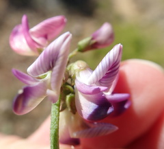 Lessertia spinescens