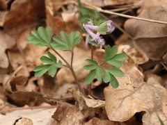 Corydalis pumila