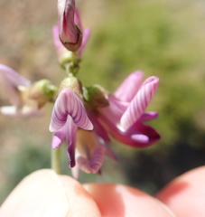 Lessertia spinescens