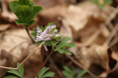 Corydalis pumila