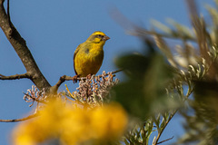 Crithagra mozambica barbata