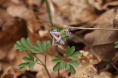 Corydalis pumila