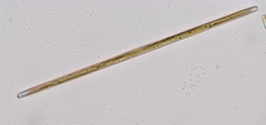 Ulnaria ulna