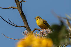 Crithagra mozambica barbata