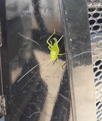 Paracyrtophyllus robustus