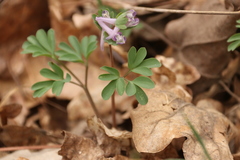 Corydalis pumila