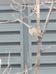 Passer domesticus