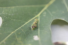 Melikaiella ostensackeni