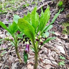 Scopolia caucasica