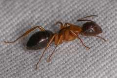 Camponotus clarithorax