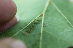 Melikaiella ostensackeni