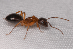 Camponotus clarithorax