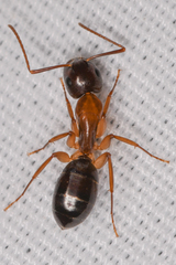 Camponotus clarithorax