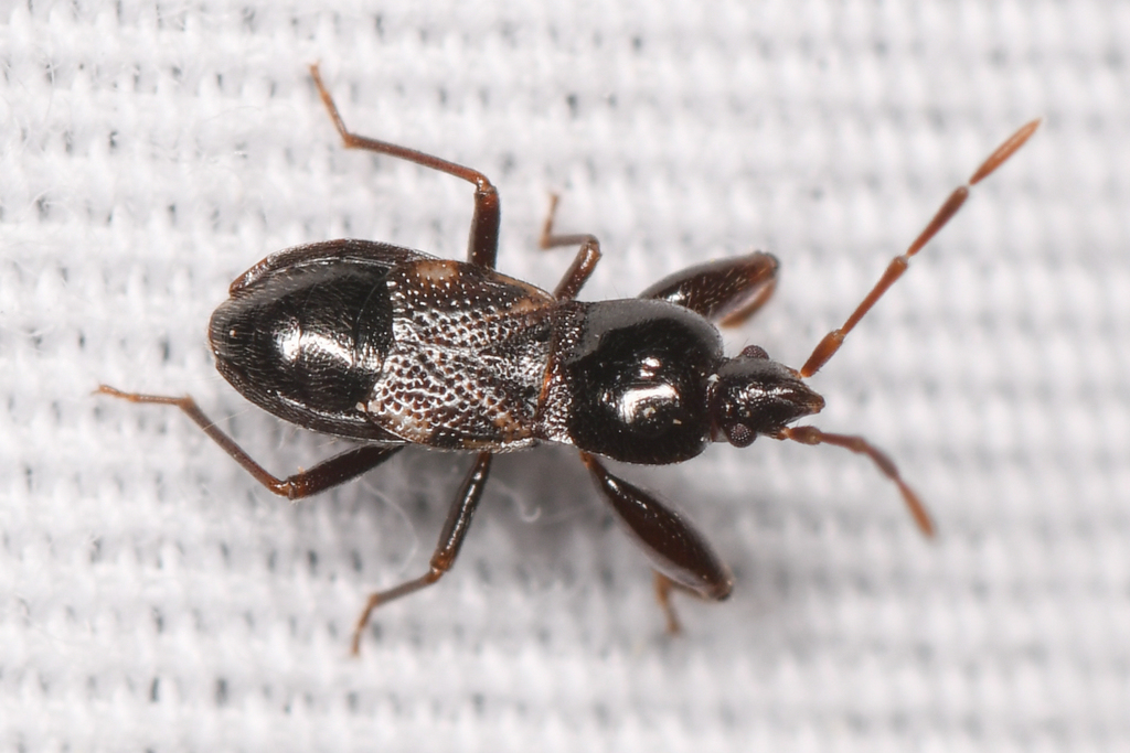 Thylochromus nitidulus