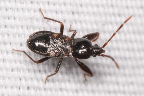 Thylochromus nitidulus