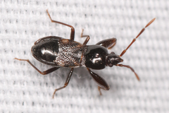 Thylochromus nitidulus