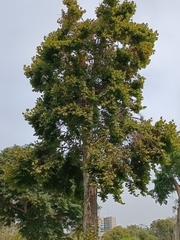 Platanus